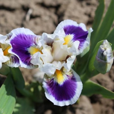 DANCING AROUND﻿(Thomas Johnson, R. 2017)